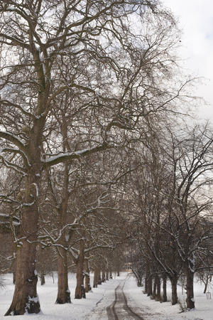 Avenue with snowy trees during a cold winter afternoonの写真素材