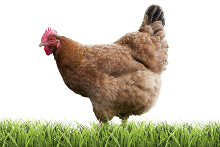 Hen on grass isolated on white backgroundの写真素材