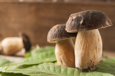 Porcini mushrooms (boletus edulis) on a wooden table with blurred background and copy spaceの写真素材