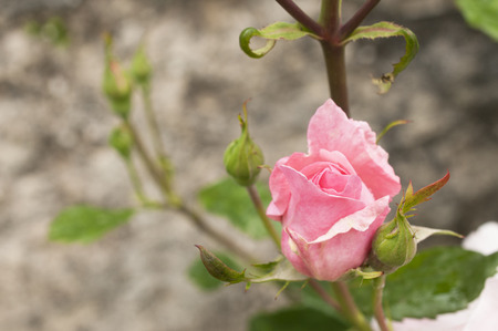 Pink rose in bloom in spring, copy space.の写真素材