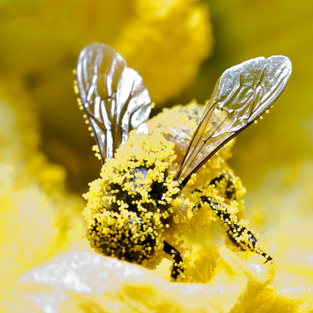 Bee covered with pollen inside a flower