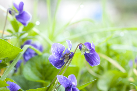 Spring background with violet and grassの写真素材