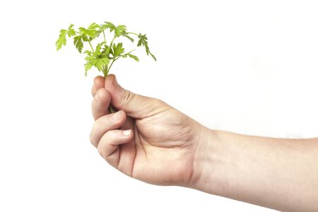 Man's hand holds a bunch of fresh parsley on a white backgroundの写真素材