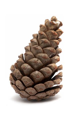 Pine cone for christmas decorations on white background, vertical macro shotの写真素材