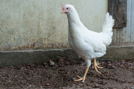 Young white hen in the hen-house