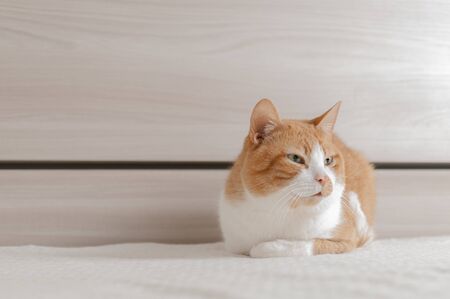 Brindle red cat bored on the bed of a contemporary bedroomの写真素材