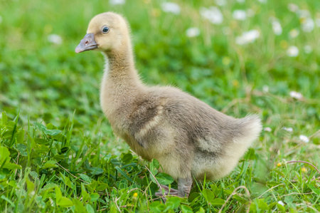 Gosling of a greylag goose (anser anser) in the grass, blurred backgroundの写真素材