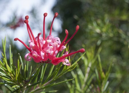 Grevillea flower in bloom in spring in italian parkの写真素材