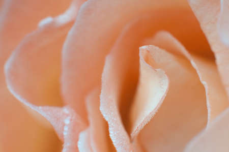 Orange rose with dew droplets background with shallow depth of fieldの写真素材