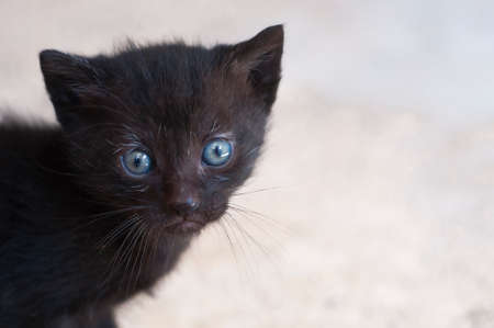Adorable black kitten with blue eyes portrait on white background, lot of copy spaceの写真素材
