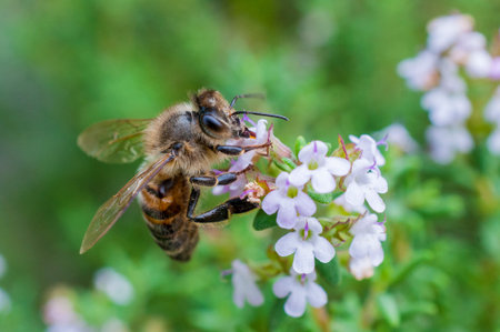 Bee sucks nectar from the flowers of a thyme plant