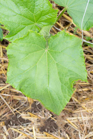 Detail of a leaf of the cucumber plantの写真素材