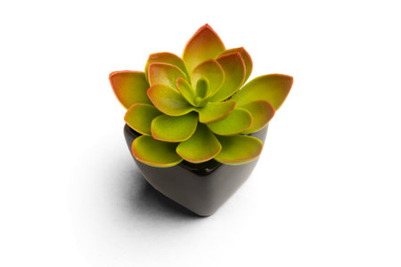 Succulent plant with black pot and shadowの写真素材