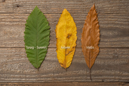 The three phases of the life of a chestnut leaf during the different seasons