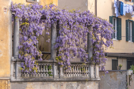 Spring blooming of wisteria on a terrace decorated with marble columns and pillars