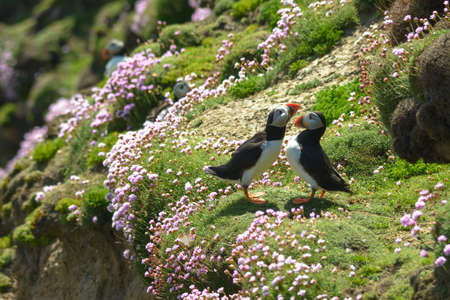 Puffin Atlantic bird colors colorful Ireland coast fauna life wildlife animal Saltee Islandの写真素材
