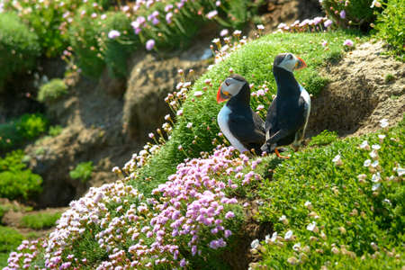 Puffin Atlantic bird colors colorful Ireland coast fauna life wildlife animal Saltee Islandの写真素材