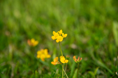 Yellow flowers on green grass in the park. Natural background and texture.の写真素材