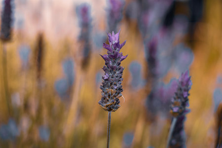 Lavender flowers in the field at sunset, close-upの写真素材