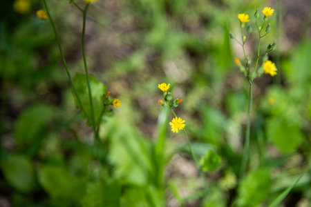 Small yellow flowers on the meadow. Selective focus. Shallow depth of fieldの写真素材