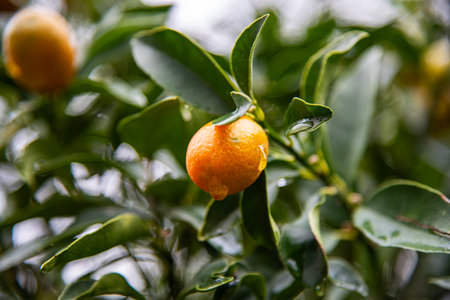 Ripe tangerines on the branches of a tree in the gardenの写真素材