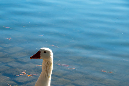White swan swimming in the lake, closeup of photo.の写真素材