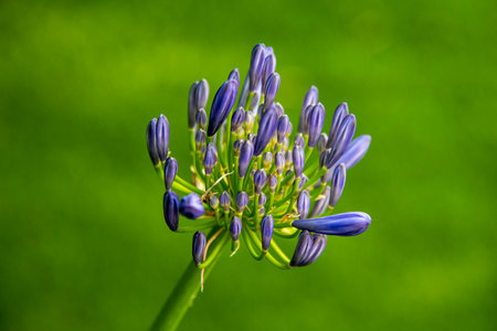 Agapanthus africanus, African lily, African lily, African lily, African lilyの写真素材