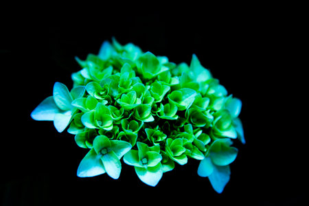Close up of green hydrangea flower on black background.の写真素材