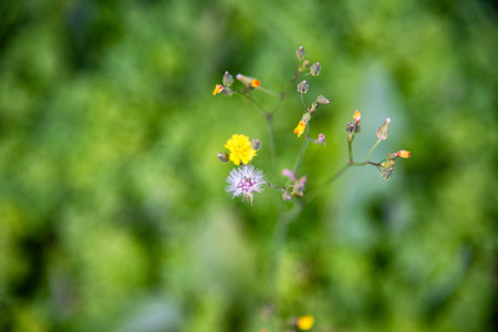 Flowering meadow in the summer. Shallow depth of field.