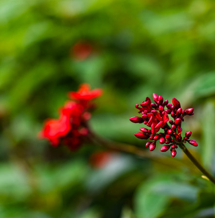 Red Ixora flower in garden, Thailand. (Ixora chinensis)の写真素材