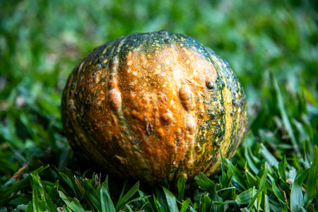Pumpkin on green grass, close up, selective focus.の写真素材