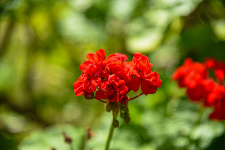 Red geranium flowers in the garden, closeup of photo.の写真素材
