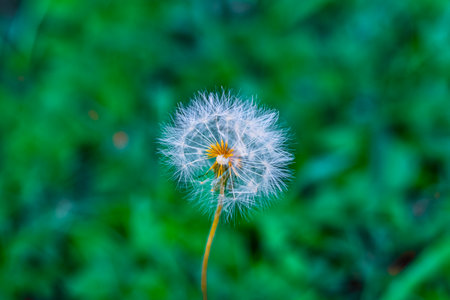 Dandelion flower in the garden, Thailand. (Selective focus)の写真素材