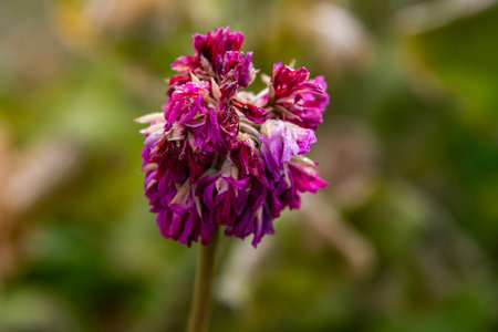 Close up of a purple flower with shallow depth of field and blurred backgroundの写真素材
