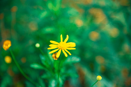Little yellow flower in the garden, Thailand. Selective focus.の写真素材