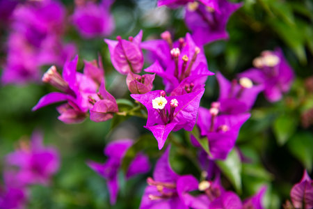 Purple bougainvillea flowers blooming in the gardenの写真素材
