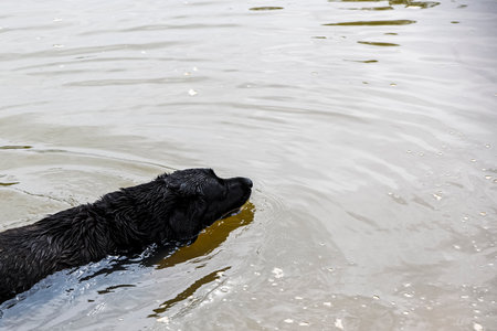 Black labrador retriever swims in the lake in summer.の写真素材