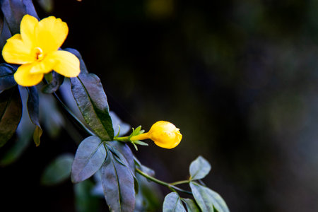 Yellow flower in the garden with blurred background and copy space for text.の写真素材