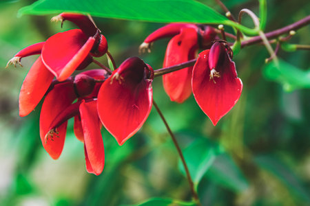 Close up of beautiful red flower.の写真素材