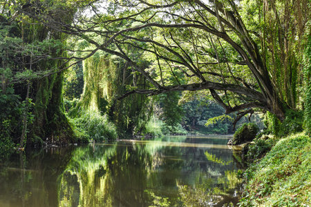 Beautiful landscape view of a small river in the middle of a forest.の写真素材