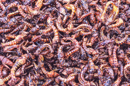 Fried insects in the market, Thailand. Close-up.の写真素材