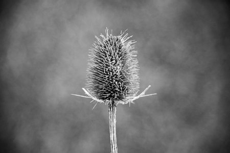 Dry thistle on black and white background. Close up.の写真素材