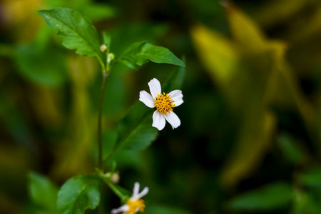 White flower with yellow center and green leaves on blurred background, Thailand.の写真素材
