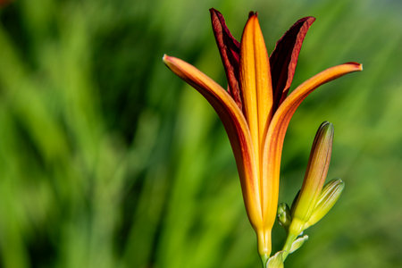 Beautiful orange lily flower on a green background in the gardenの写真素材