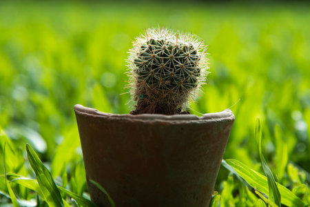 Cactus in the pot on the green grass background, stock photoの写真素材