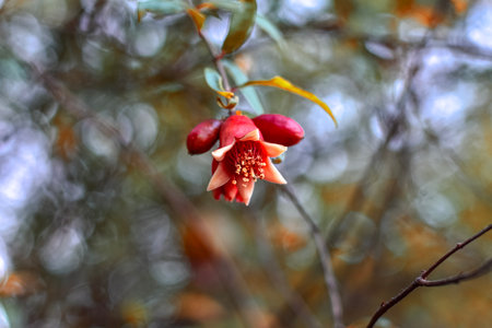 Pomegranate blossom on a tree in the forest.の写真素材