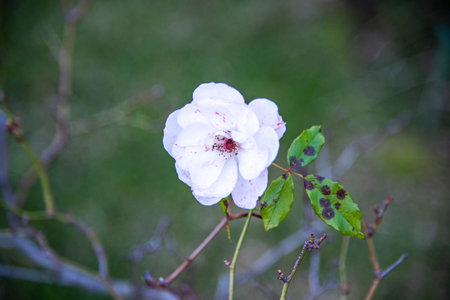 White rose flower with dew drops on the petals in the gardenの写真素材