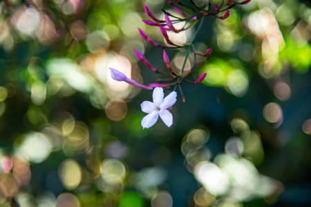 Rangoon Creeper (Jasmine) flower in gardenの写真素材