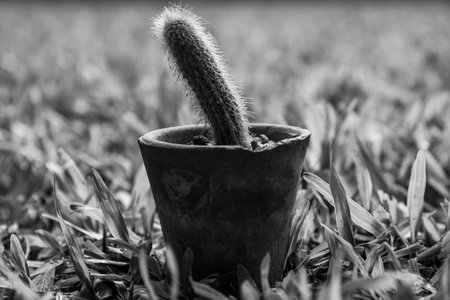 Cactus in a pot on the grass. Black and white photo.の写真素材