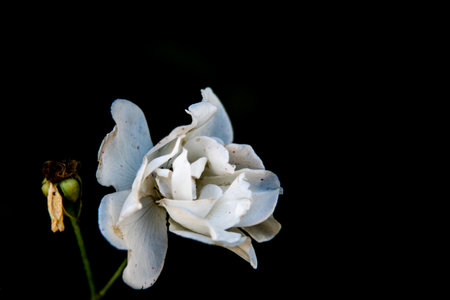 White rose on a black background. Macro. Shallow depth of fieldの写真素材